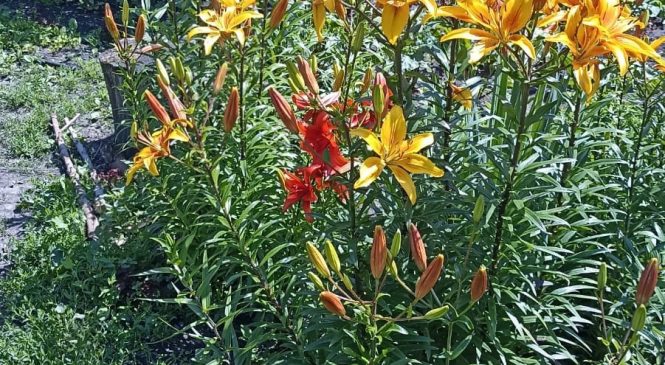 “уДАЧНЫЙ КАДР”: ТВОРЧЕСКОЕ СОРЕВНОВАНИЕ ПРОДОЛЖАЕТСЯ