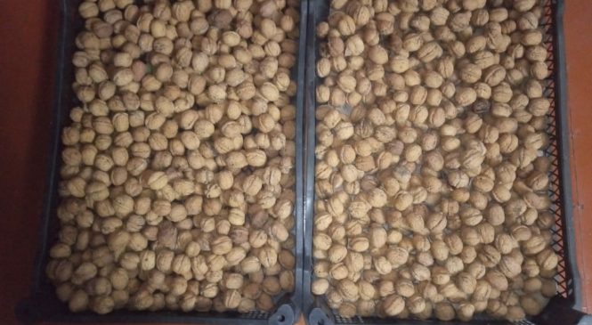 В ХОД ПОШЛИ уДАЧНЫЕ ОРЕХИ