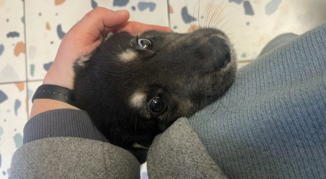 В ЗАБОТЕ О БРАТЬЯХ МЕНЬШИХ