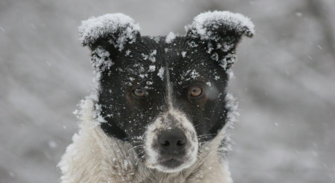 КОНКУРС “ПЕРОМ И СЕРДЦЕМ”
