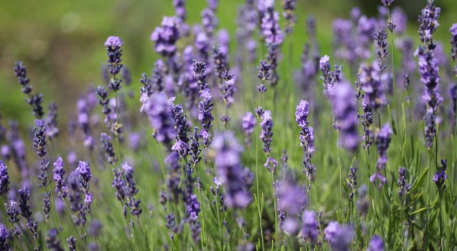 ЖУРНАЛИСТЫ ПИШУТ СТИХИ